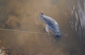 VIDEO: Let the river flow